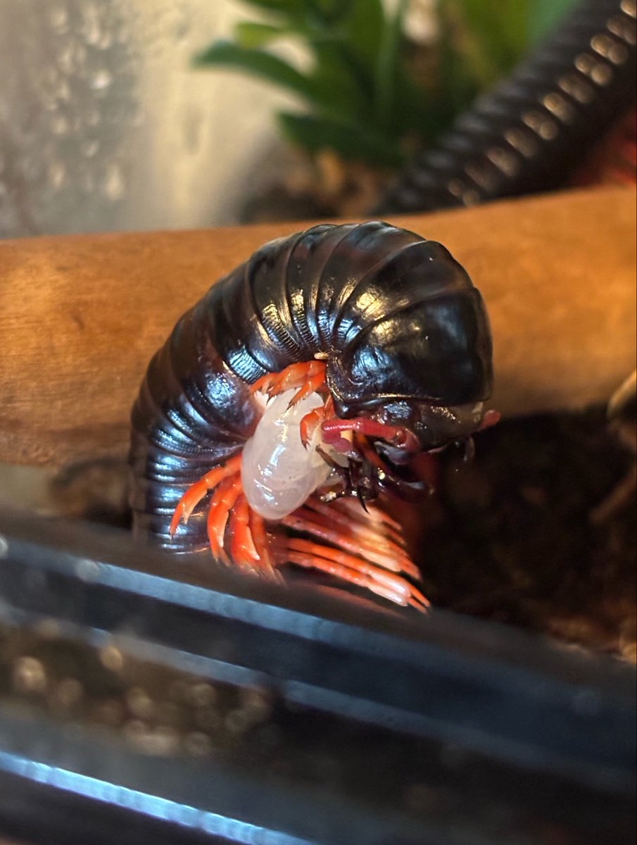 🪶 𒉭 Ethical Scientist 𓆣 ⚰️ tweet media