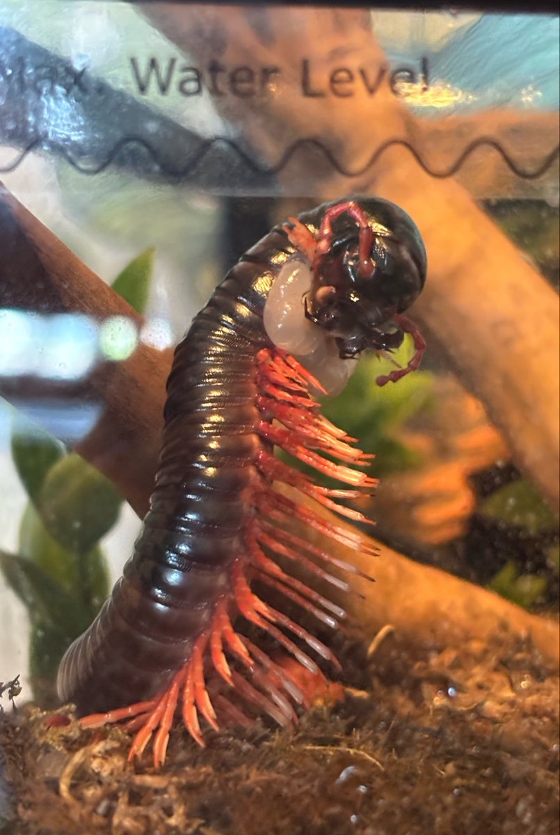 🪶 𒉭 Ethical Scientist 𓆣 ⚰️ tweet media