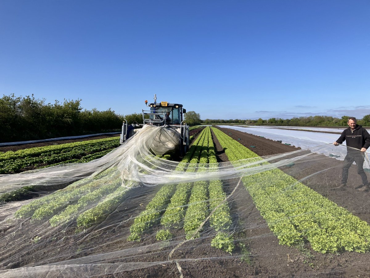Organic_pam's tweet image. #lettuce looking fabulous, only a week away.  Here we are removing fleece to replace with netting to encourage more air circulation to avoid rots.  "I'm excited to get started cutting" says I.  "It'll soon wear off" replies Clyde