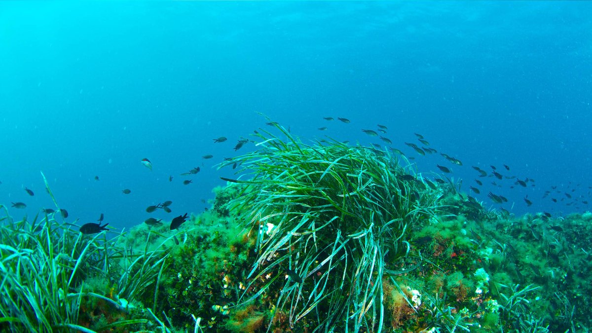 IBTourisme's tweet image. La Posidonie océanique est une plante marine propre à la Méditerranée et l’un des grands trésors naturels d’#Ibiza et #Formentera.

📍 Entre Es Freus et la plage de Ses Salines s’étendent des prairies sous‑marines de jusqu’à 8 kilomètres et de plus de 100 000 ans, inscrites au