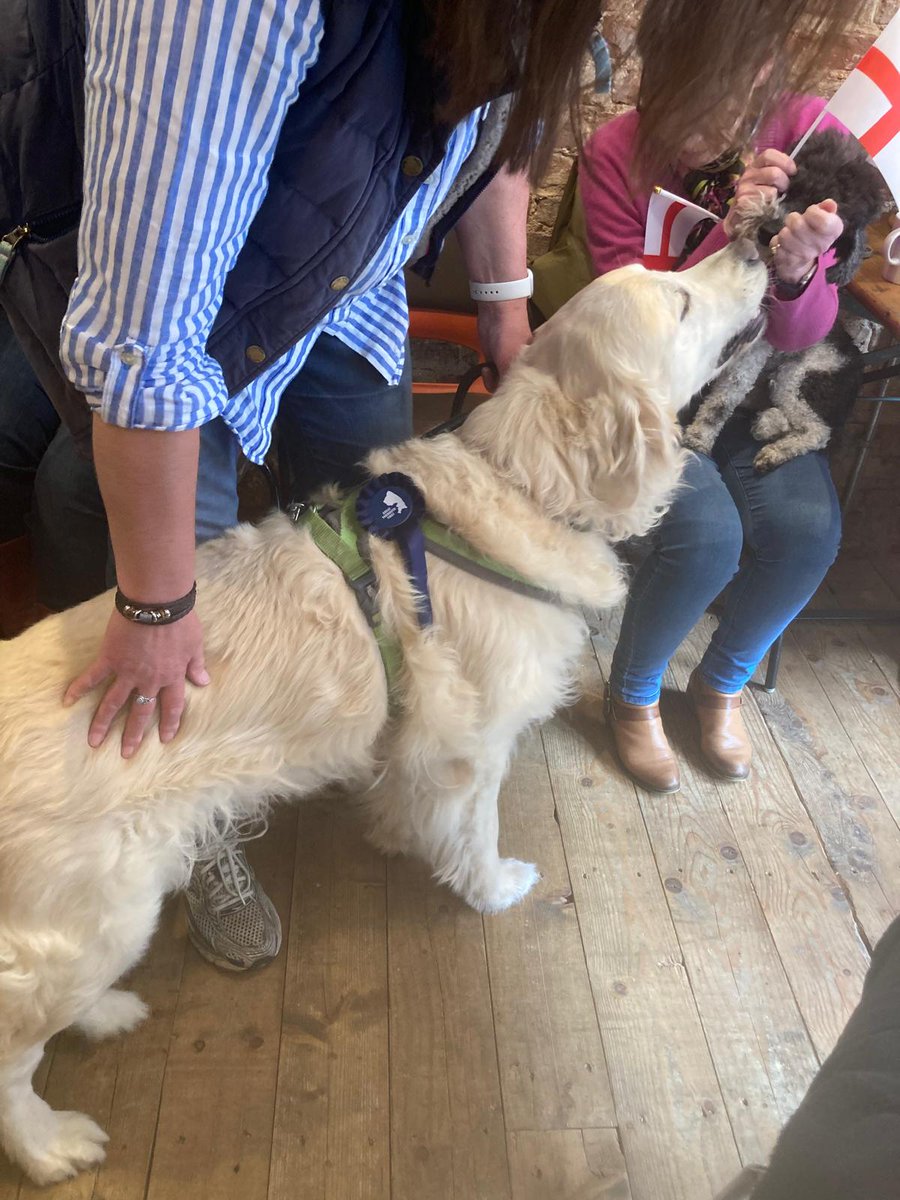 Restore For Dogs tweet media