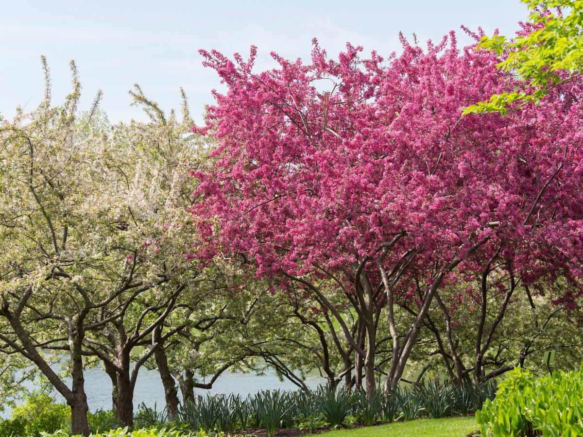 Bloom alert: Tulips (Tulipa) and crabapples (Malus spp.) are both putting on a show throughout the Garden. Come see a joyful display of color and let yourself drift into daydreams and hope. #springshowtime