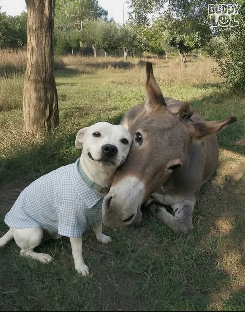 Tweets of Dogs tweet media