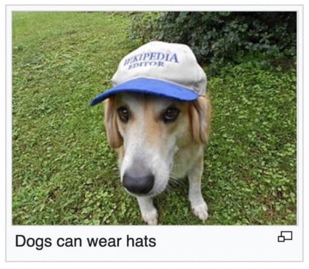 🌱 joey tweet media