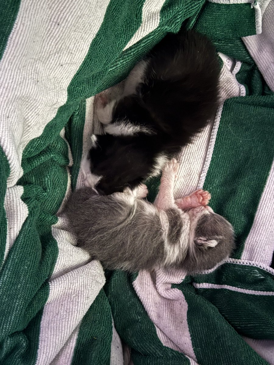 cymba90h7's tweet photo. From 1 hour old to 8 days old… #kittens https://t.co/TFOQx9DRjM