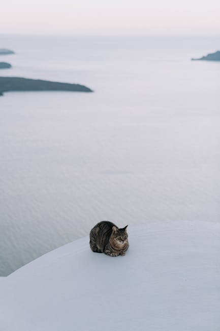 Kelly Lopez tweet media