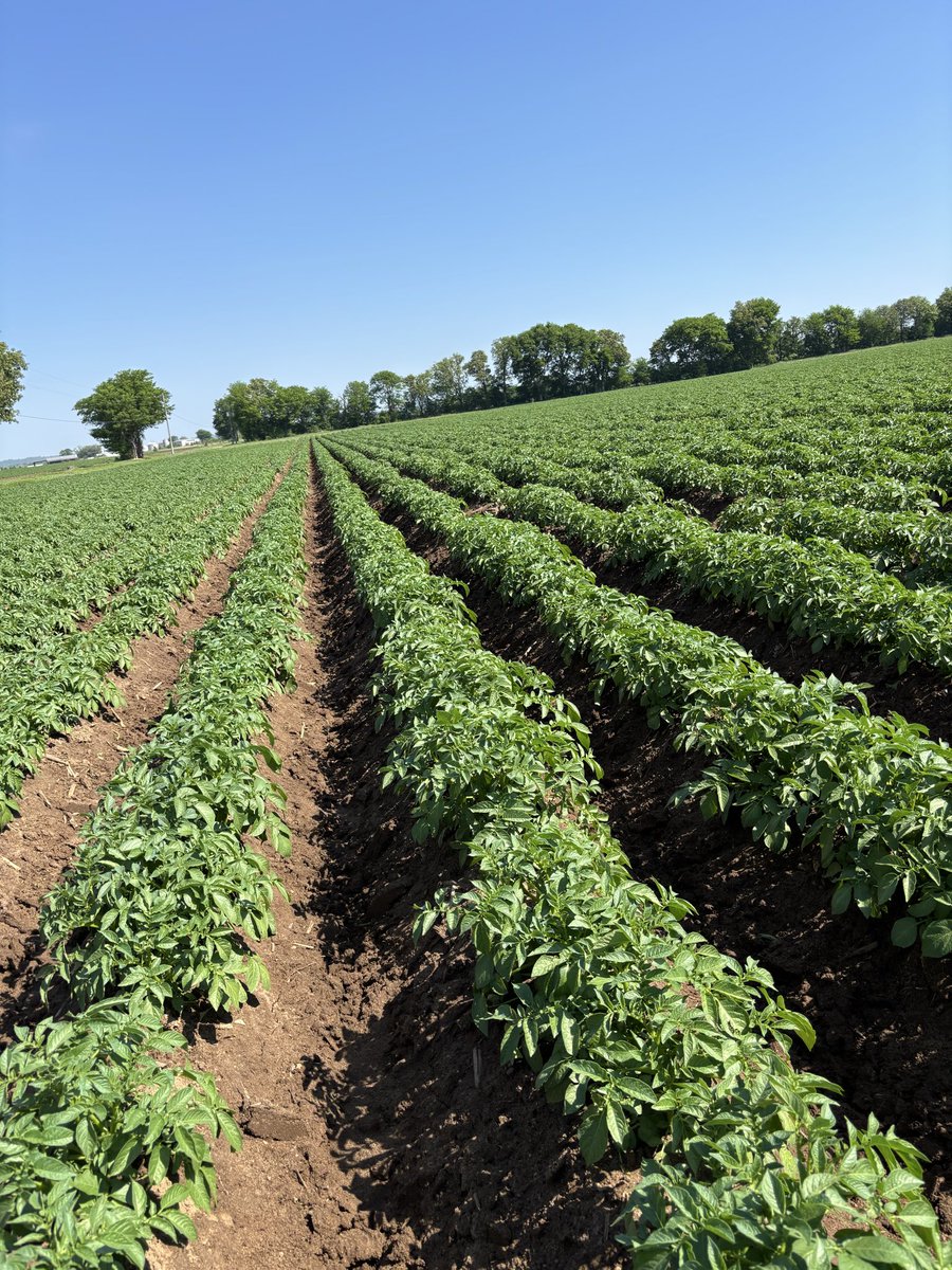 Rick “White Boy Rick” Wershe tweet media