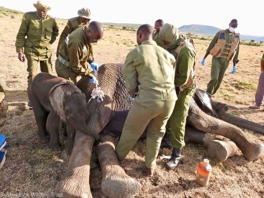 Sheldrick Wildlife Trust tweet media