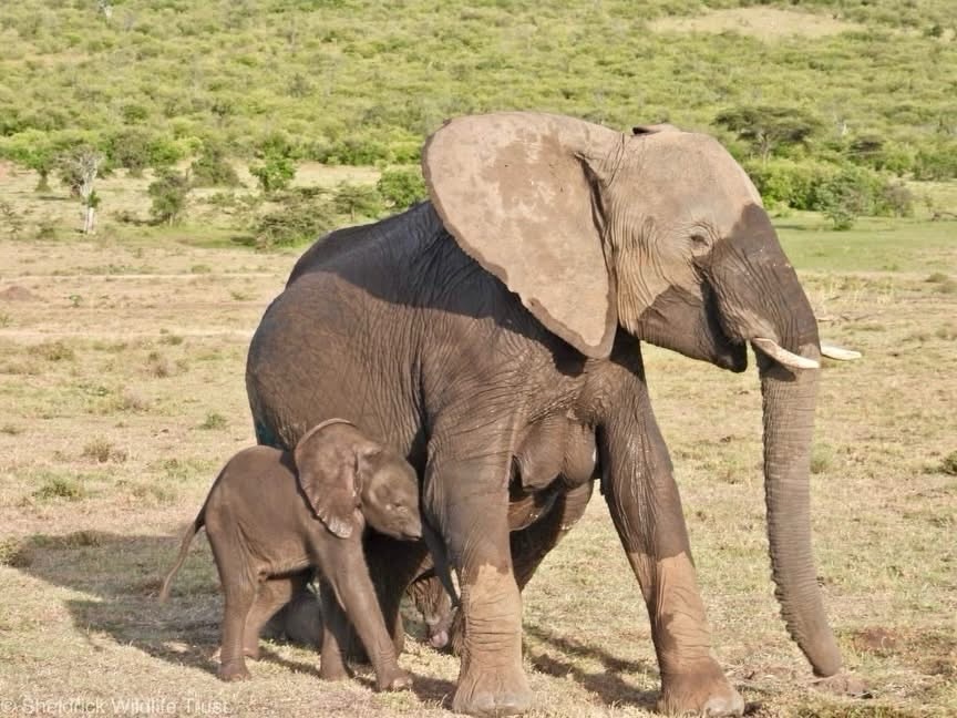 Sheldrick Wildlife Trust tweet media