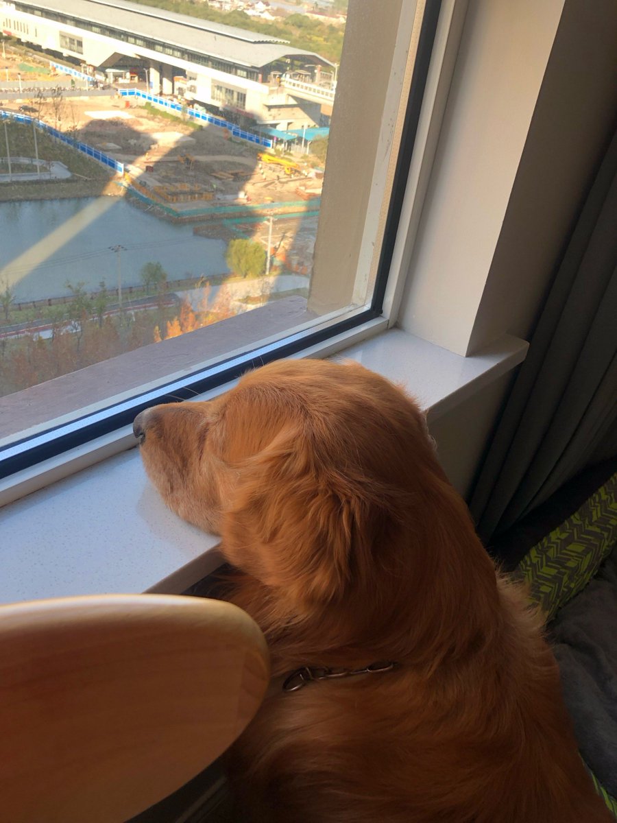 Snayder16913521's tweet image. "My fur baby turns ordinary days into magical ones  #PetLove #DailyJoy"