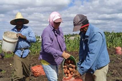Sí a la papa agroecológica en Cuba
Esta experiencia fue merecedora de uno  de los premios a la innovación tecnológica que entrega cada año el  Ministerio de Ciencia, Tecnología y Medio Ambiente
opciones.cu/cuba/2026-04-2…