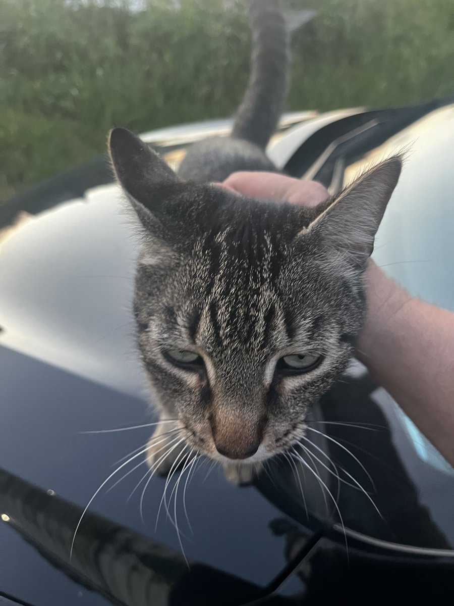 Persecute tweet media