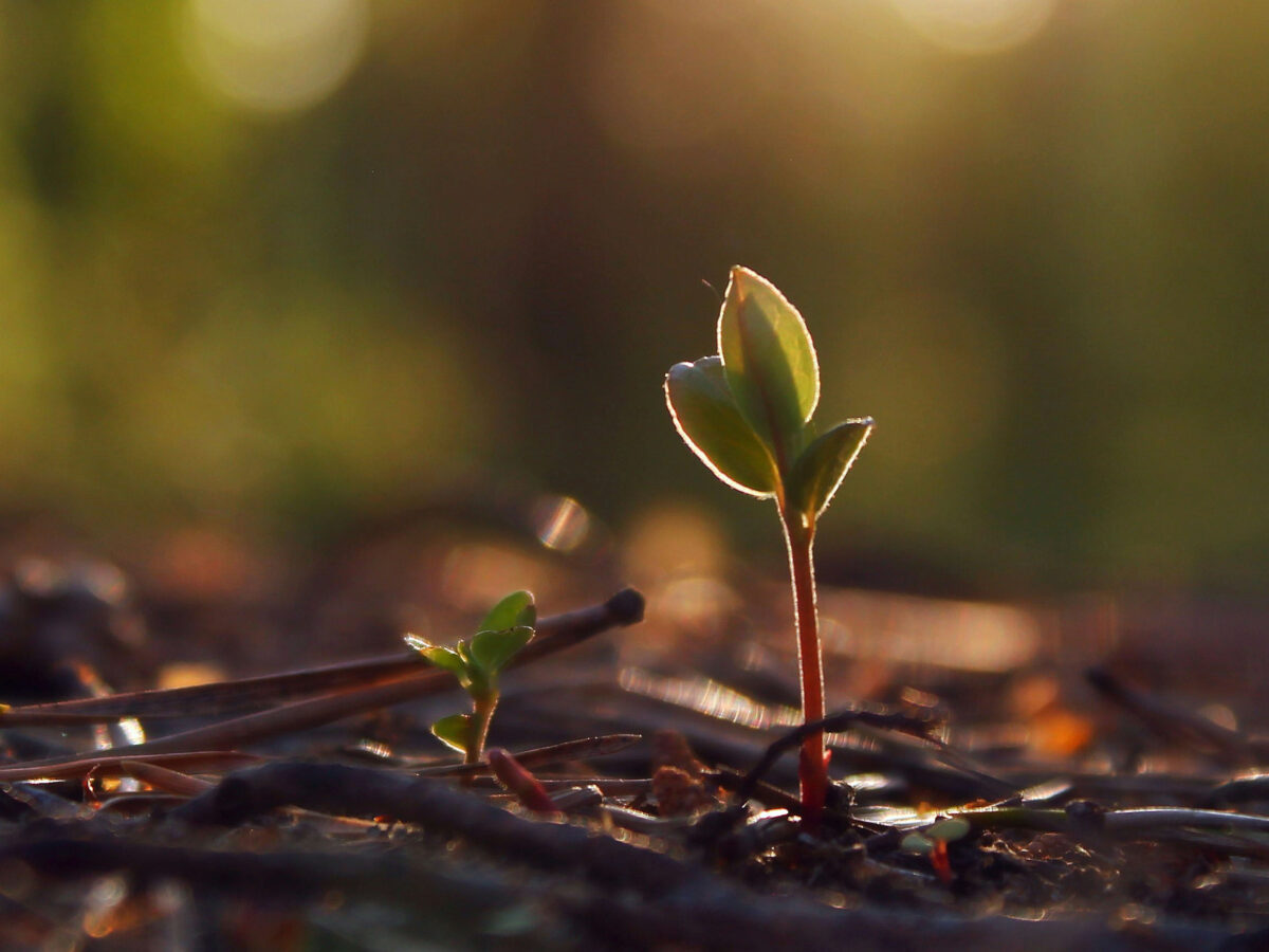 Vic Citarella tweet media