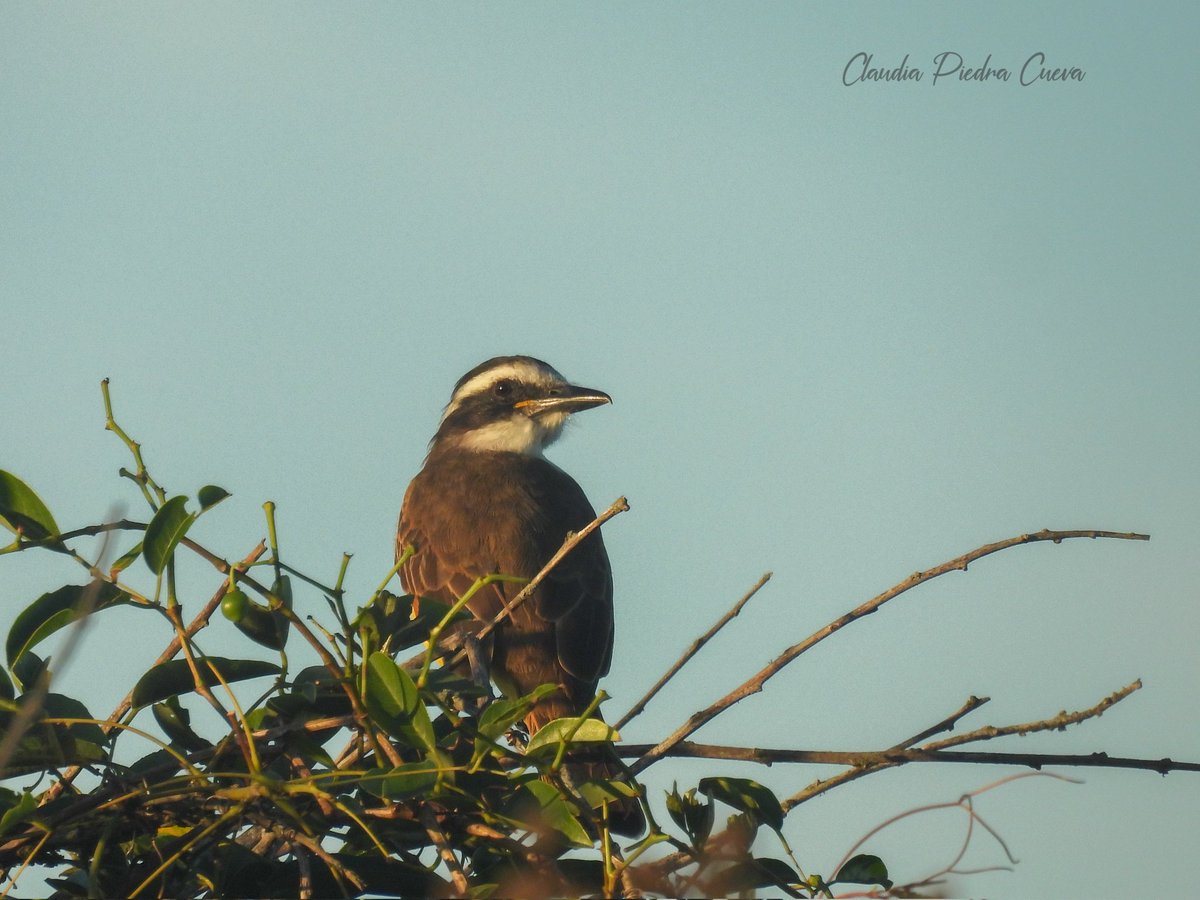 Loca Un Poco 🌼 🪽 tweet media