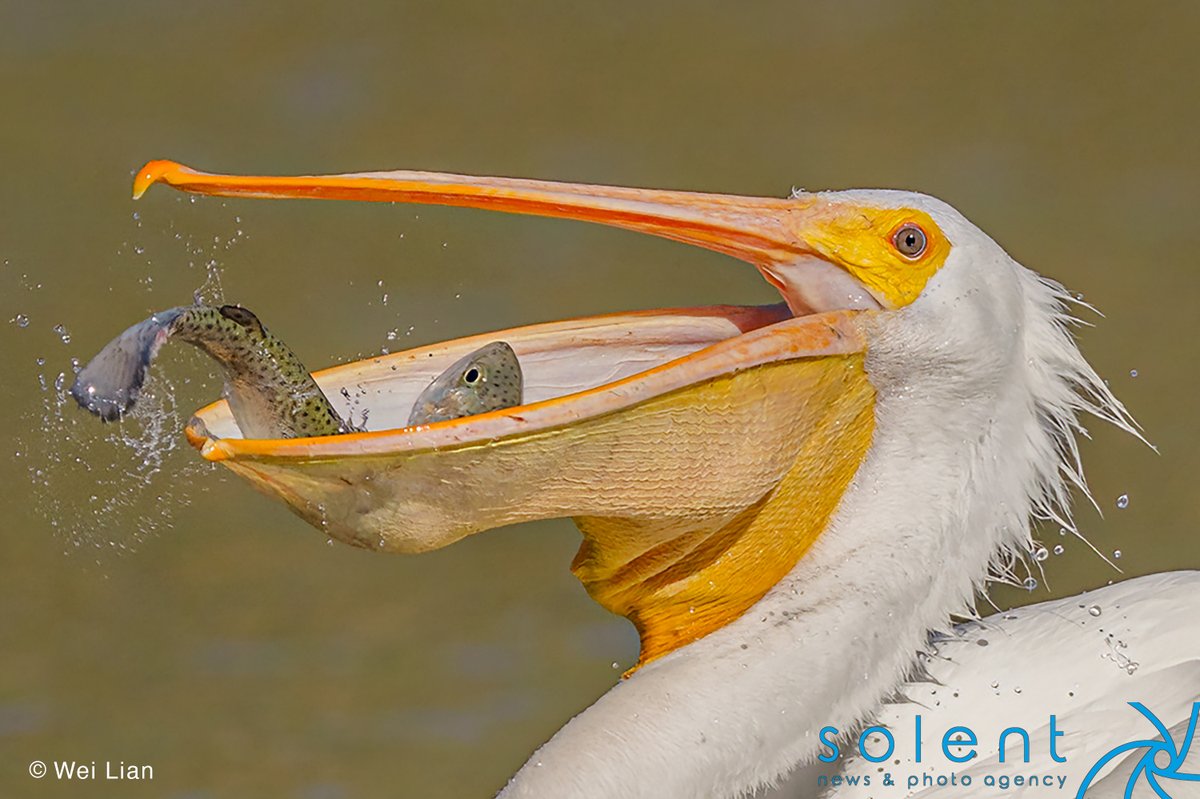 snapagency's tweet image. A group of pelicans is caught chasing down a cormorant to try to steal a large trout from its beak. The pictures of the tense moments between the two birds were taken at Sandy Wool Lake, California, USA. 

📸 - Wei Lian

#pelicans #cormorant #trout #steal #wildlife