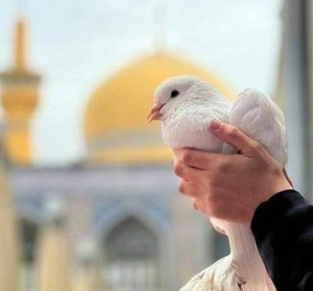 حضرت عشق tweet media