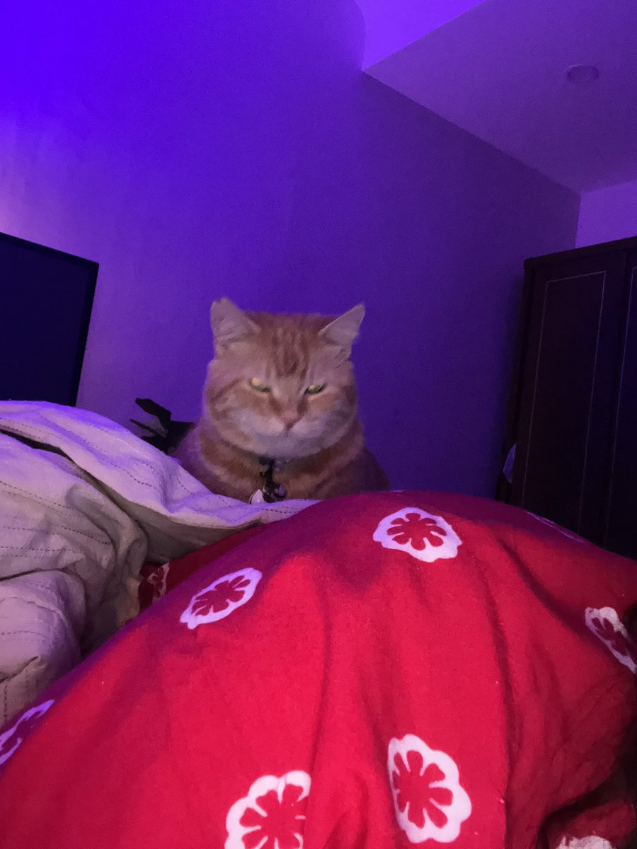 Adung & Imut 🐈 tweet media