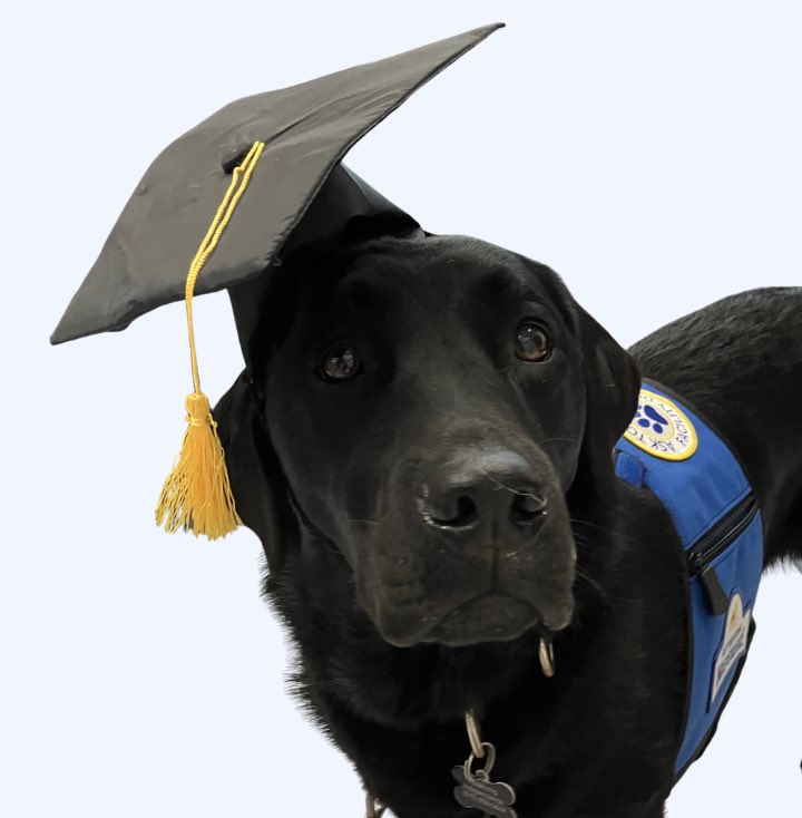 fssdPGMS's tweet photo. Our new facility dog, Ren, has graduated from her training program and will officially join the FSD Facility Dog Pack on May the 4th!  We are so grateful, the force is strong with Ren!  We are looking forward to having her working with our students, parents, and faculty! https://t.co/7TC7Ok2d7a