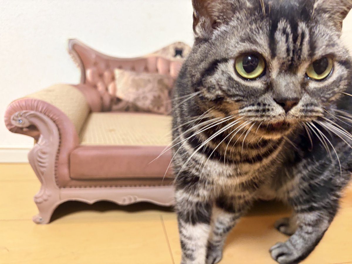 Raye0408's tweet photo. お写真してる？

#ねこ #猫好きさんと繋がりたい #猫と暮らす https://t.co/99ygM6ipFb