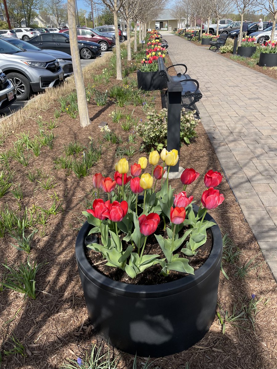 Spring Blooms - JacksonCoppley.com #author #photography