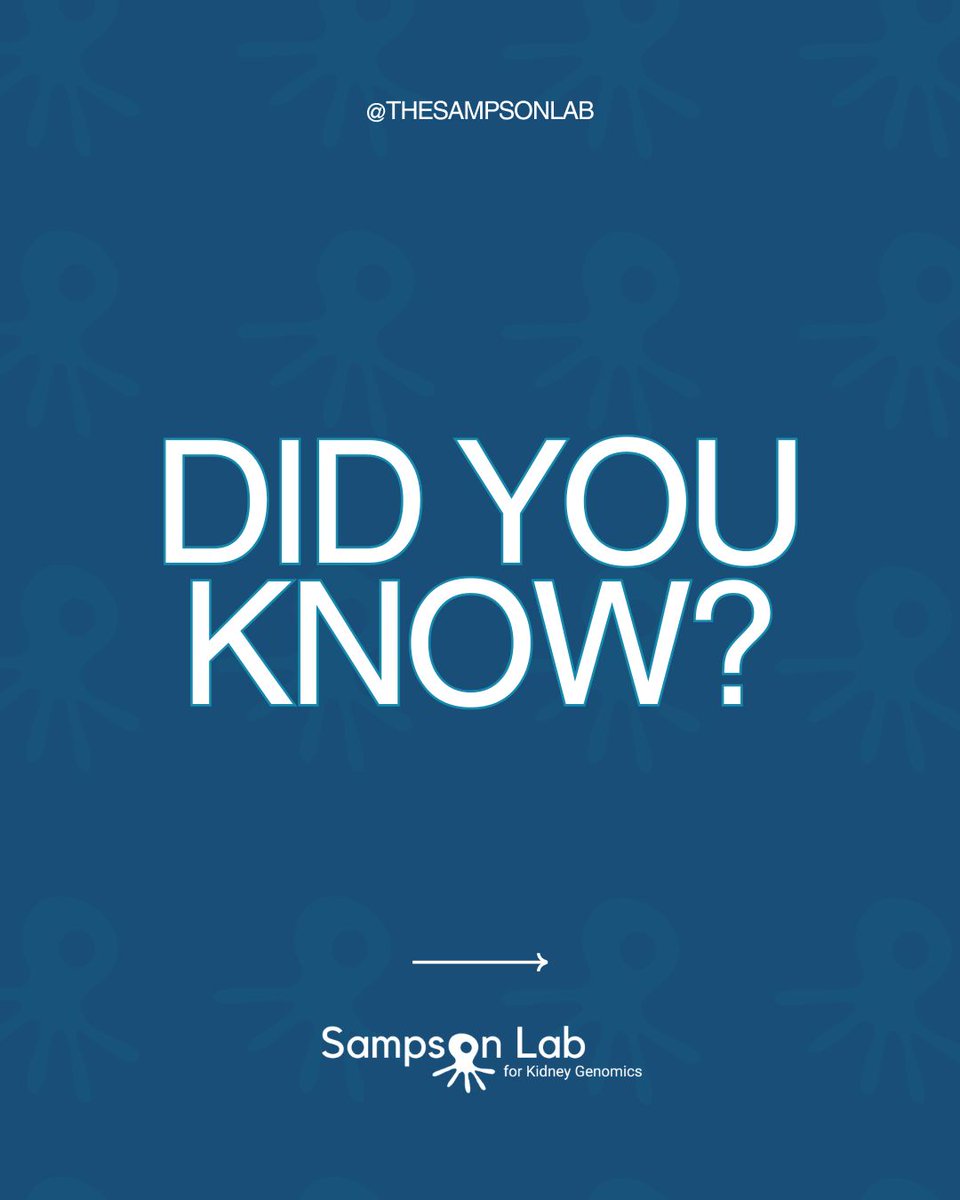 Sampson Lab for Kidney Genomics tweet media
