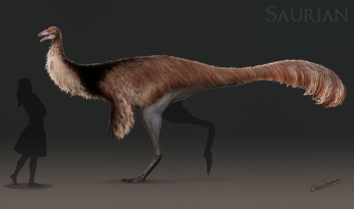 Nesslig201's tweet photo. But Gallimimus was likely also feathered like other Maniraptoriformes https://t.co/fppXcRGpOS