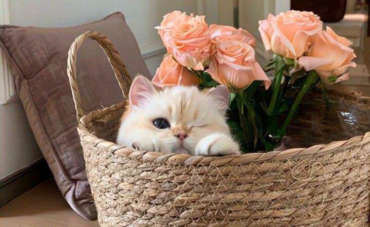 𝒍𝒖𝒏𝒂 tweet media