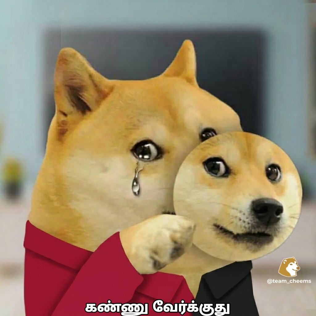 Team Cheems² tweet media