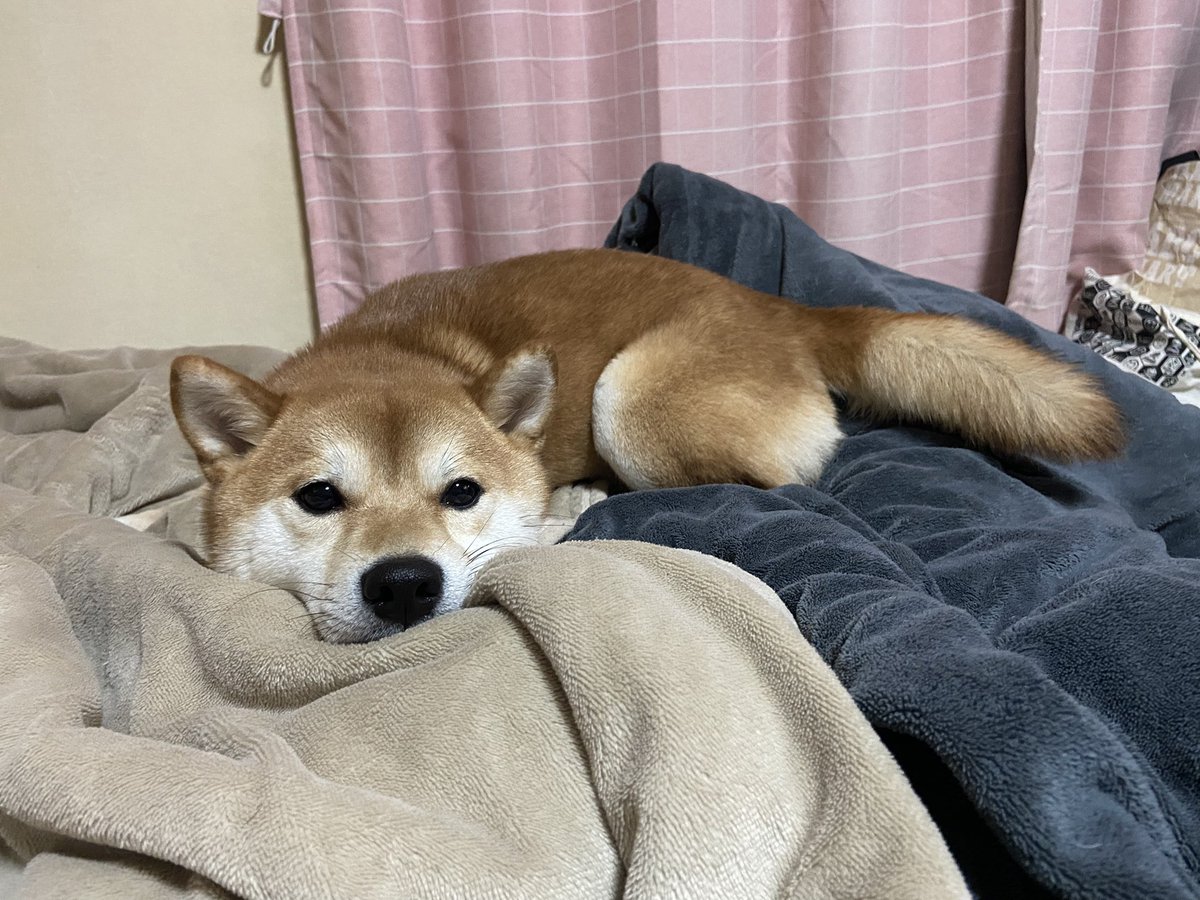 兎坂 tweet media