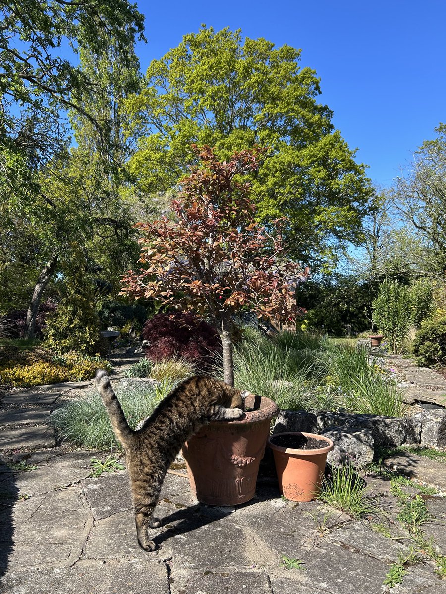 HaziKat's tweet image. 😾I saw Sid 🐿️ blatantly digging in Mums pot, so I shot through my flap to investigate. I’m not having some flea ridden squirrel (aka @VampyShima ) burying his ill gotten gains in Mums pot. The very cheek of it….😼
#CatsOfTwitter #CatsofX #Cats