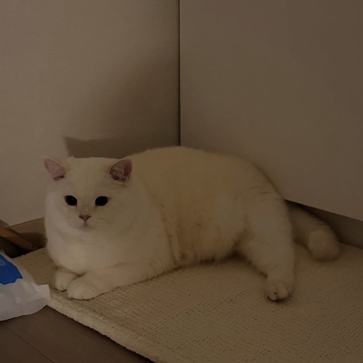 ૮ ․ ․ ྀིა♡ tweet media