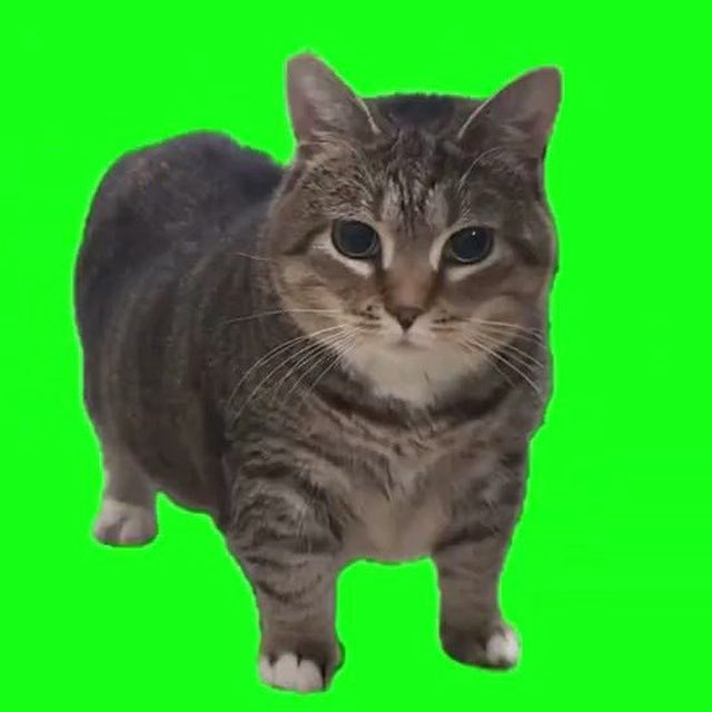Spinning Cat - fan page tweet media