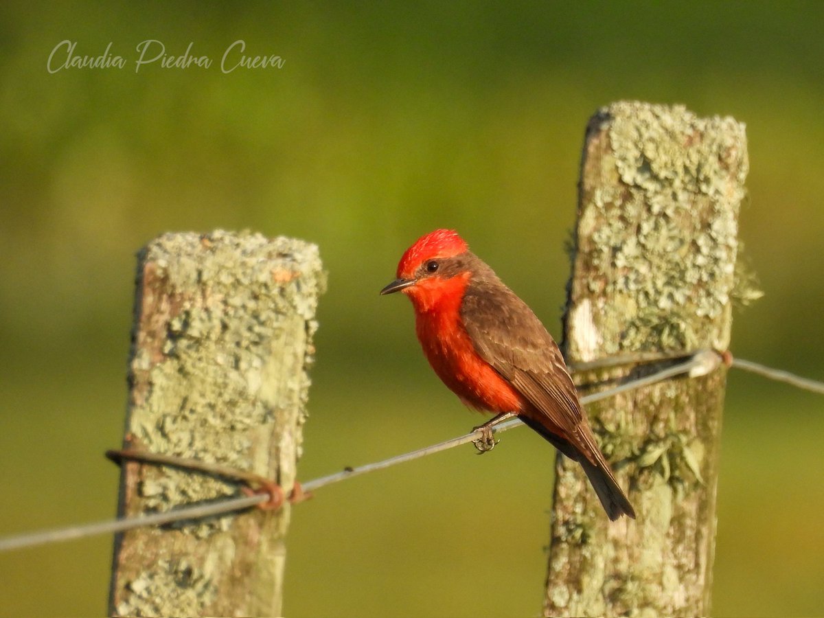 Loca Un Poco 🌼 🪽 tweet media