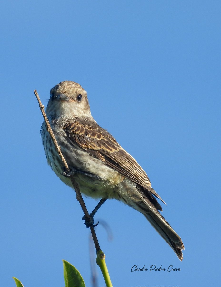 Loca Un Poco 🌼 🪽 tweet media