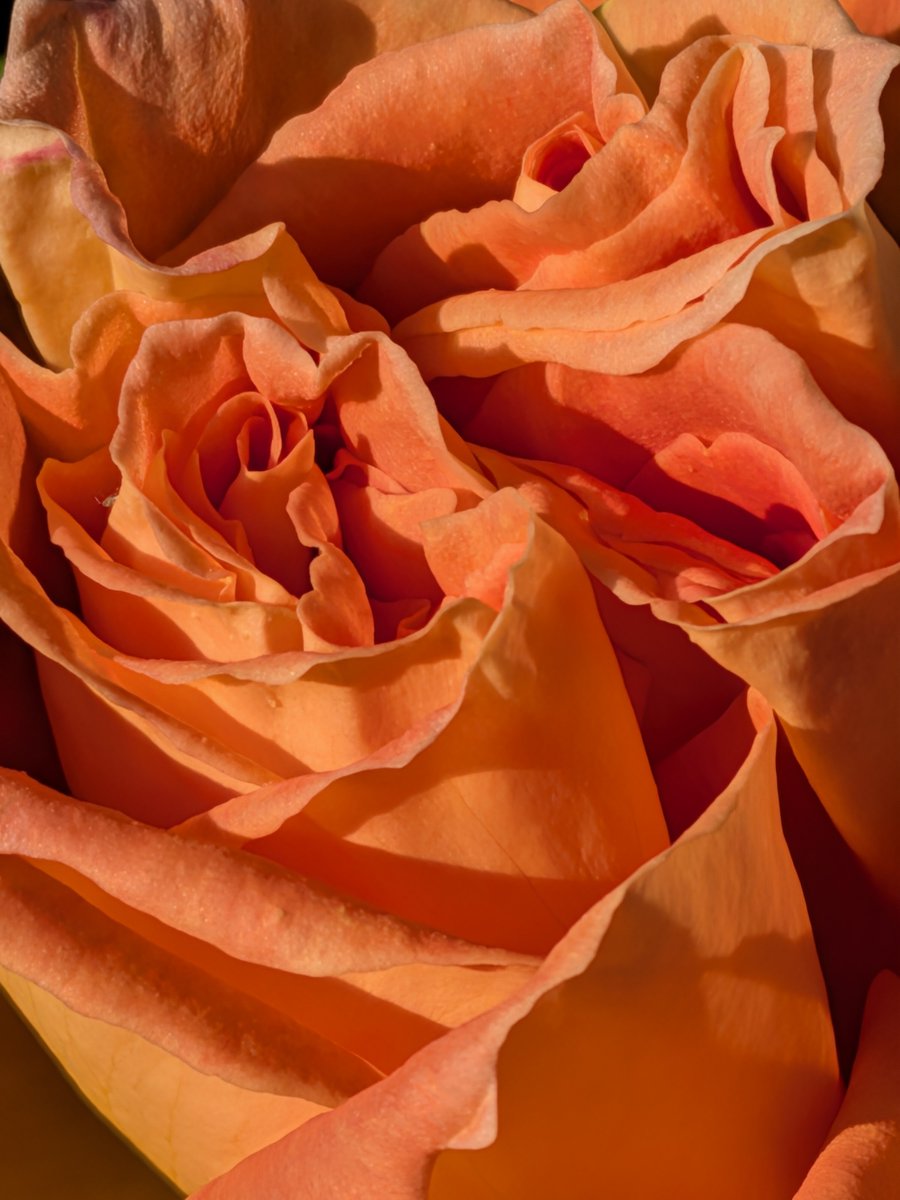 Scorpionnella7's tweet image. 🌹♥️  En l'espace de 24 heures... épanouissement total  😂😘  Parfois, on aimerait que les choses aillent moins vite  ⬇️  Ci-dessous quelques conseils, les types de rosiers qui y sont enclins...

x.com/i/grok/share/c…

#garden #lovenature #rose #roses