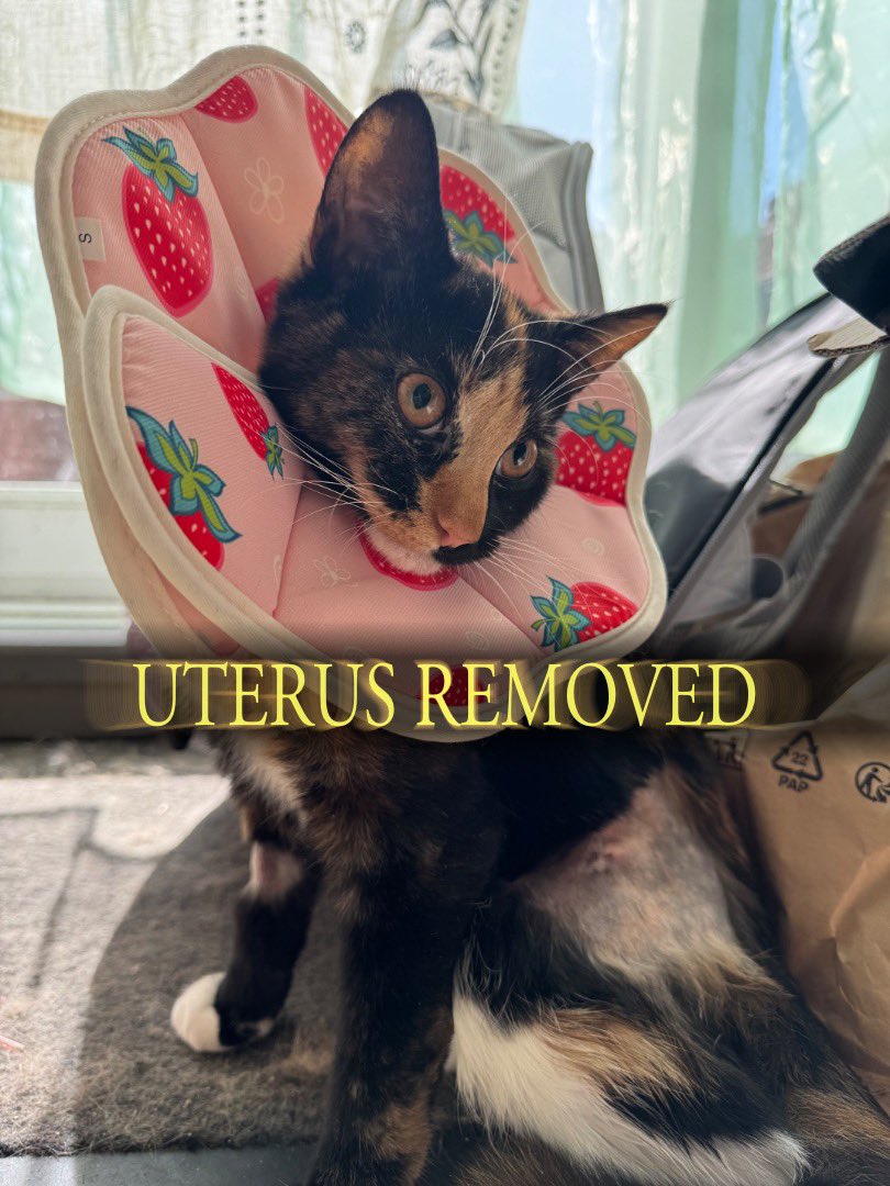 baby raccoon (@bbyraccoon_) on Twitter photo 