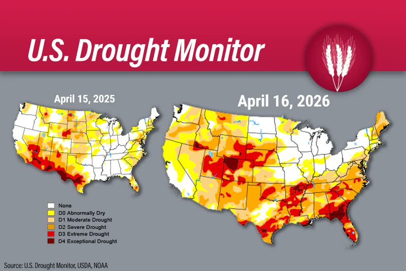 gaurav_kochar's tweet photo. 🚨 U.S. WHEAT CRISIS BUILDING 🚨
The 2026 Hard Red Winter (HRW) wheat crop is flashing serious warning signs…
🌾 Kansas (top producer) could see a ~31% production DROP
📉 Yield falling to ~39.4 bu/acre
📊 Total output projected at just 240M bushels
And conditions are deteriorating FAST 👇
⚠️ Kansas wheat rated good-to-excellent: 62% → 24%
⚠️ Nearly HALF of Oklahoma & Nebraska wheat = poor to very poor
🌡️ What’s driving this?
• Warmest temps in 130+ years
• Rainfall at <25% of normal in last 60 days
• Temps hitting 100°F as early as March
🚩 Early dormancy break = crops developed too fast
➡️ More vulnerable
➡️ Lower yield potential
Some fields already reporting:
💀 Zero yield
🌾 Others: just 15–20 bu/acre vs normal ~30
⏳ Next 4–5 weeks are CRITICAL
But forecasts don’t help…
🌧️ Light rains possible
❌ No real drought break expected
💣 Risk scenario: Dry May + Wet June = double damage
📈 Markets are noticing:
Wheat futures already climbing on weather stress + geopolitical risk
This isn’t just a bad crop…
It’s a tightening global supply story unfolding in real time. 👀