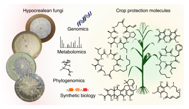 nchembio's tweet photo. Hypocrealean fungi form symbiotic relationships with plants while antagonizing pests. A survey of 5221 of their biosynthetic gene clusters reveals that ~80% encode unknown products, which could have potential for pest control

https://t.co/NSKjU6voy4 https://t.co/xaLmdwPVJ7