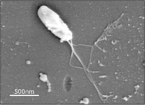 Microbiology Society tweet media
