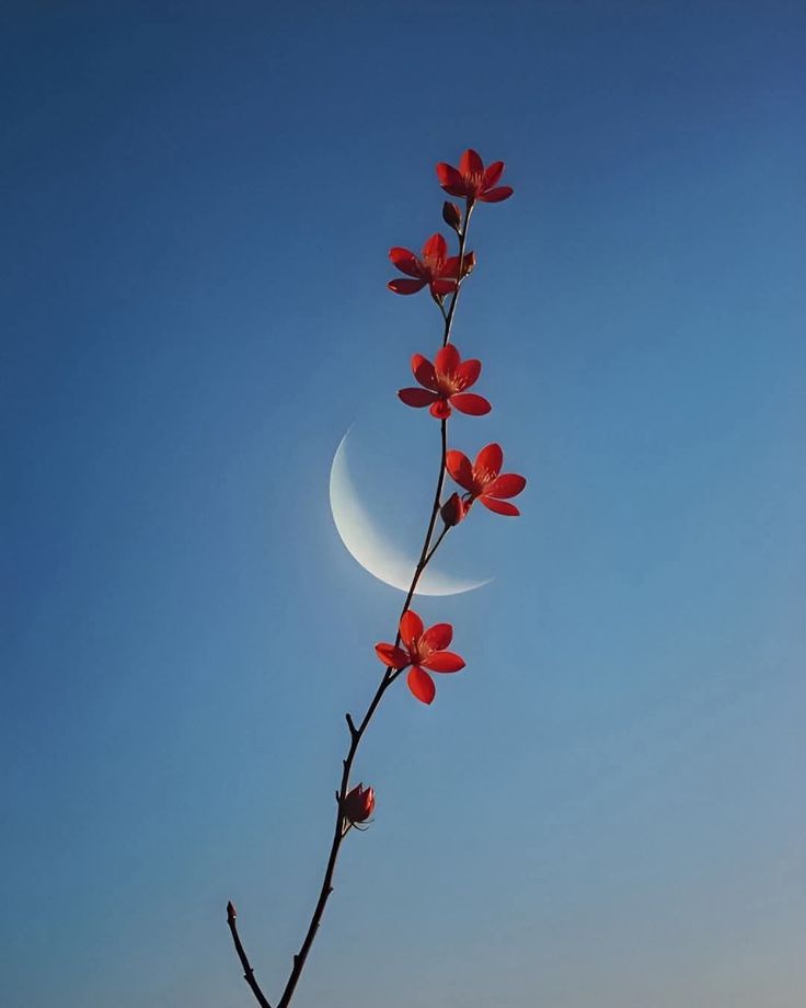 Solithra ☀️ tweet media