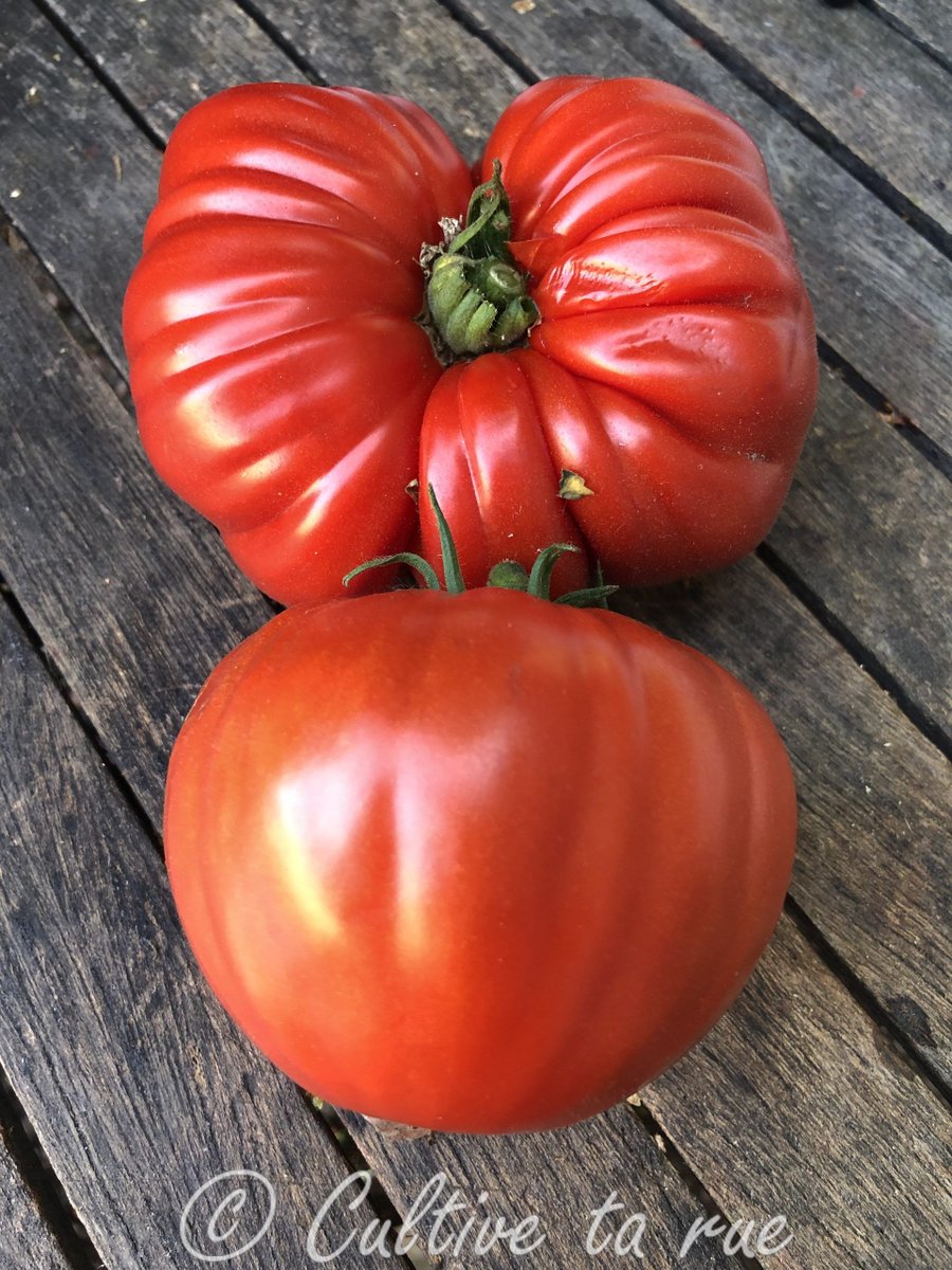 CultiveTaRue's tweet image. CULTIVE TA RUE

Cuore Antico di Acqui Terme 

coeur, côtelée 
Italie 
mi-saison 
Indéterminé 
Infos : cultivetarue.fr/produit/cuore-…
#tomato #biodiversity
