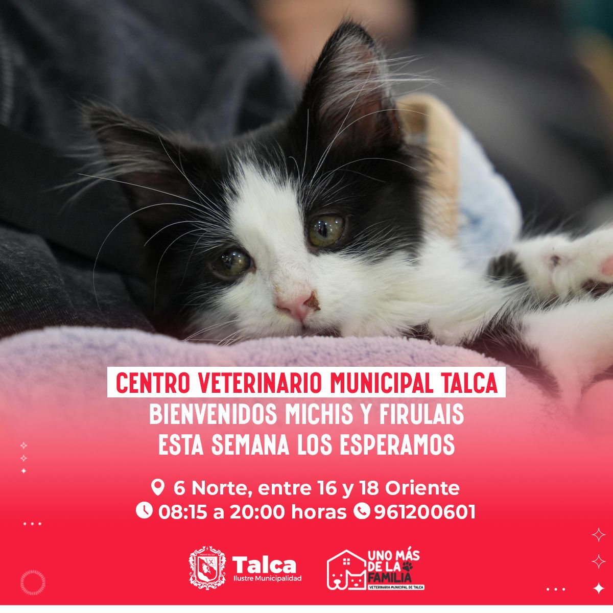 Municipalidad Talca tweet media