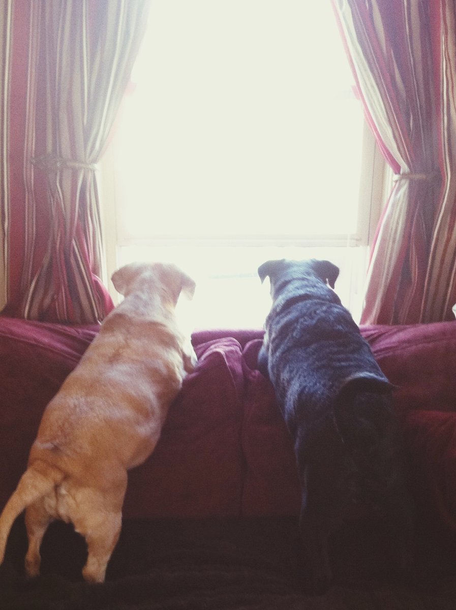 RonaldBills35's tweet image. From tiny ball of fur to your biggest adventure buddy—watch your pup grow, one wagging tail at a time  Every milestone (first walk, first trick, first snuggle) is a memory to cherish! #PetGrowth #DogLove #FurBabyJoy