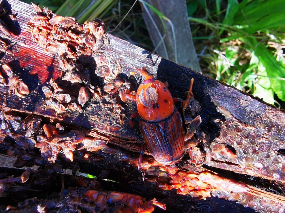 PrensaLatina_cu's tweet image. #Uruguay 🇺🇾|| La Intendencia de Colonia informó que logró resultados efectivos en el tratamiento contra la plaga del picudo rojo, una de las principales amenazas para la mayoría de las especies de palmeras en el país

Más en #PrensaLatina 
🔗prensa-latina.cu/2026/04/23/bat…