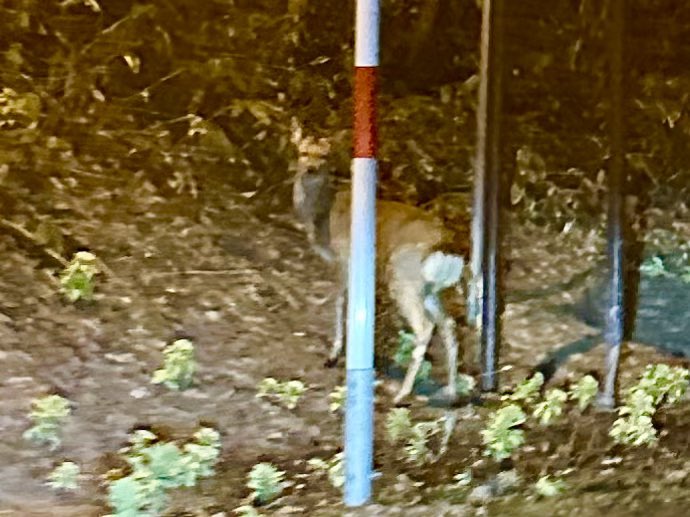 精神科医Dr.Snowman 〜Since 2010〜 tweet media