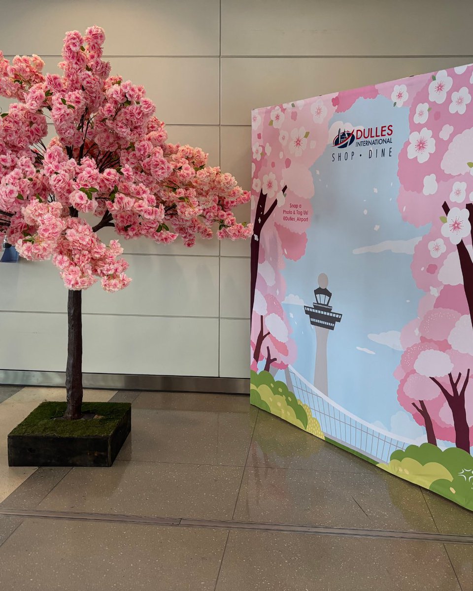 CherryBlossFest's tweet photo. From arrival to takeoff 🌸✈️
Cherry blossom installations at @Dulles_Airport &amp; 
@Reagan_Airport welcomed travelers all season long.Thanks to @MWAAHQ for helping bring the Festival to life 🌸 https://t.co/4k1HvhGUHQ