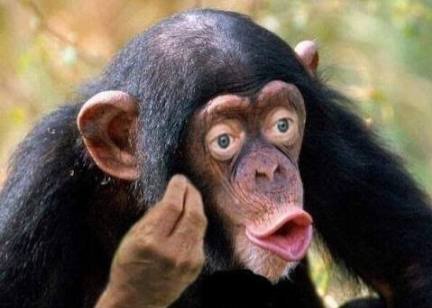 Oldga Okami 🥔🧩 tweet media