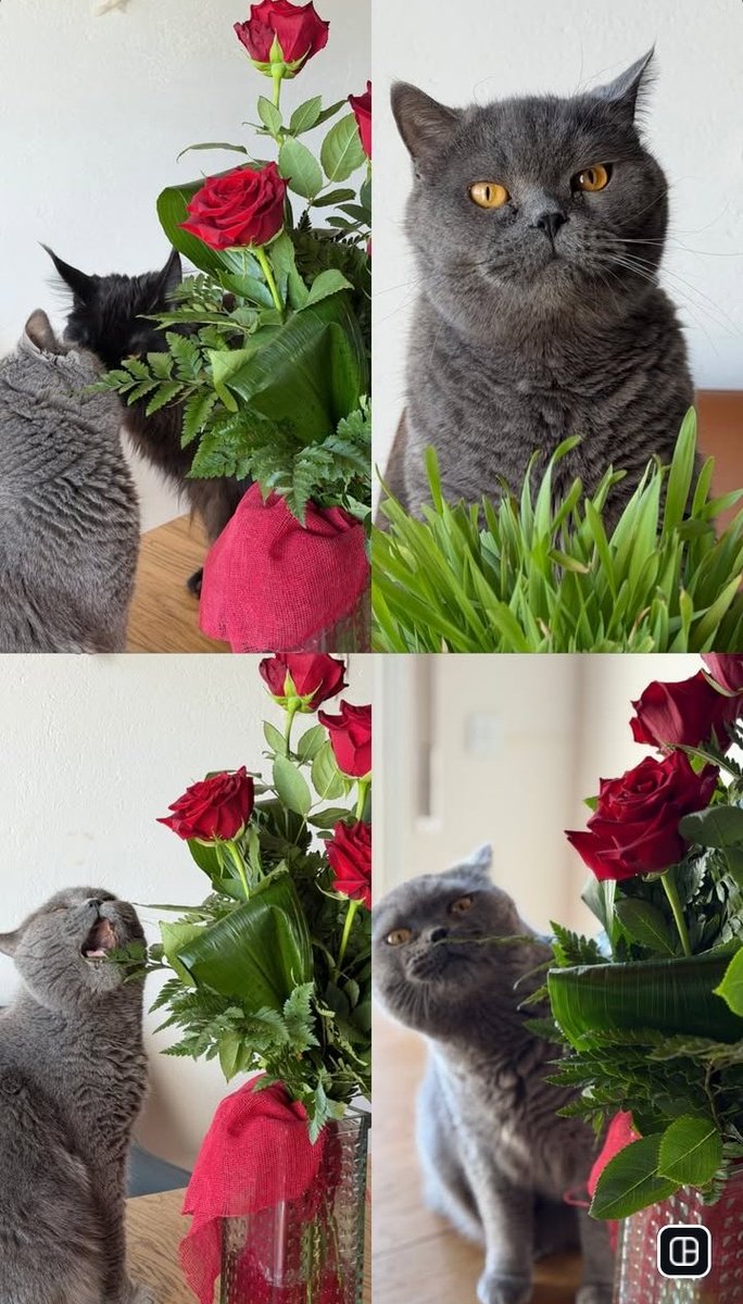 FÉNIX LE HA REGALADO FLORES A GHATTA ❤️✨ decía jajaja. Hoy en España se hace algo de regalar rosas pero no me acuerdo por qué JSJSJS