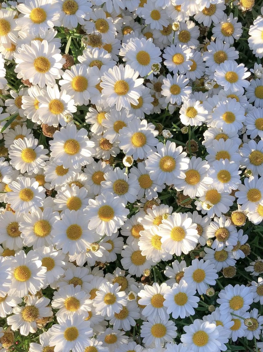 Sometimes we need a daisy 🌼 moment