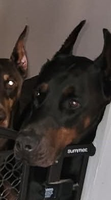 rhubard/xicor(multi-muse)(hiatus) tweet media